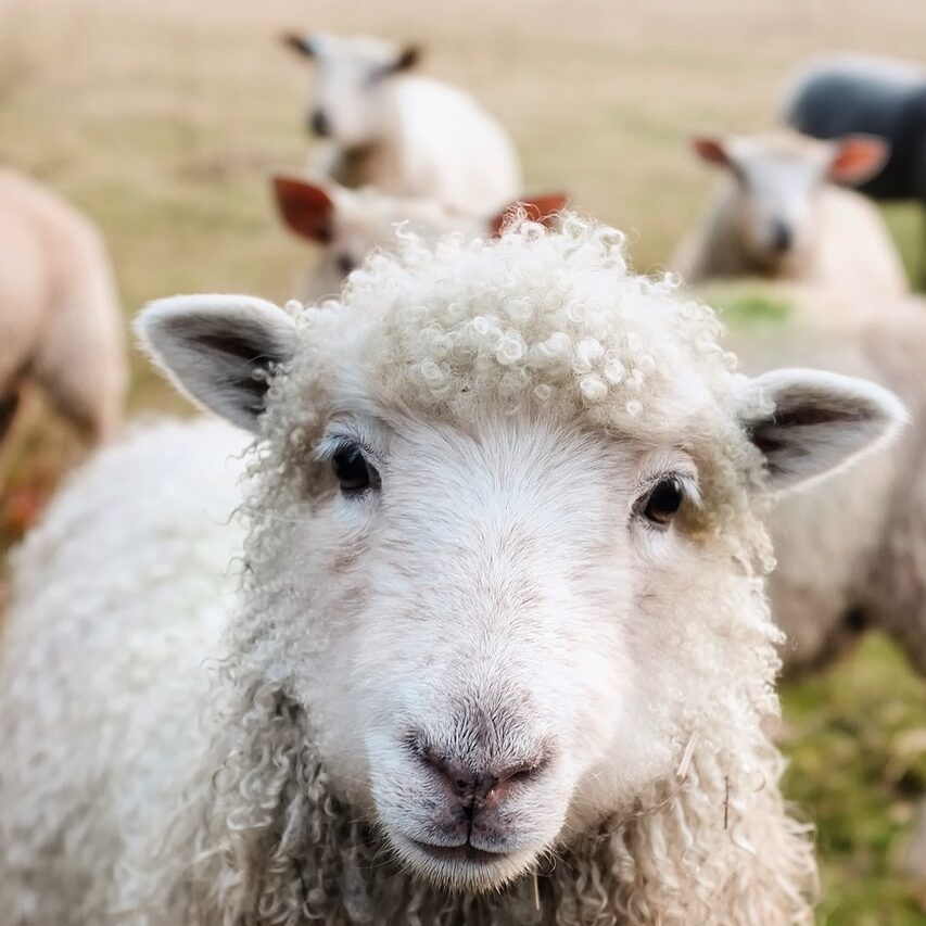 ireland, sheep, lambs-1985088.jpg